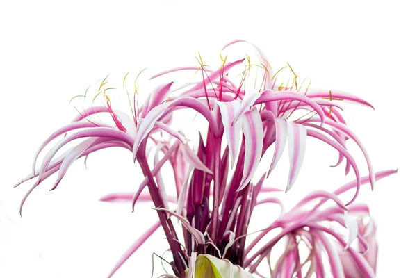 Crinum lily — Stock Photo, Image