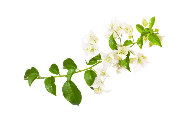 Bougainvillea — Stock Photo, Image