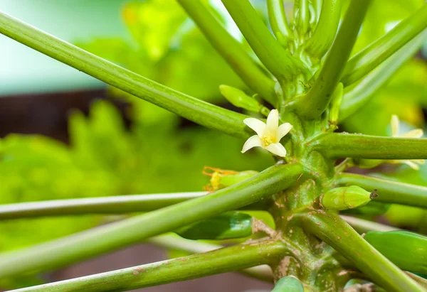 Papaya flowers — Stock Photo, Image