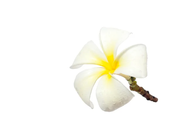 White frangipani flowers — Stock Photo, Image