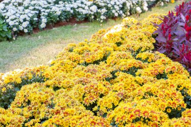 kasımpatı çiçekleri