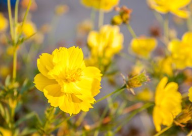 Kükürt kozmos çiçekleri