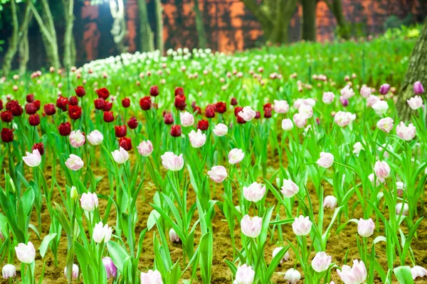 チューリップの花 — ストック写真