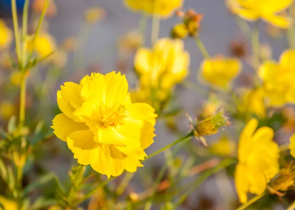 Zwavel kosmos bloemen — Stockfoto