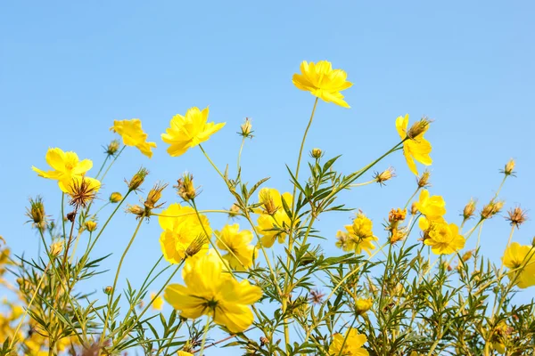 硫波斯菊花卉 — 图库照片