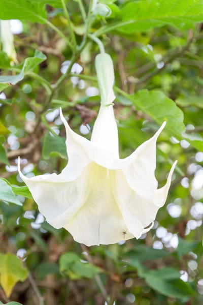 Angel's trumpets flowers — Stock Photo, Image