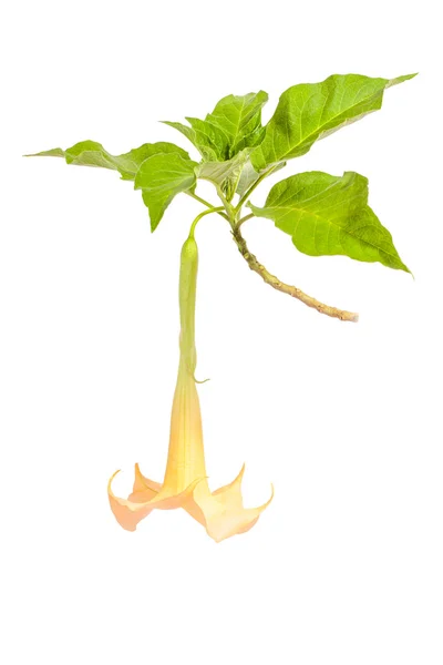 Angel trumpet flower — Stock Photo, Image