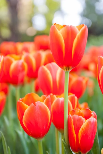 Red tulip — Stock Photo, Image