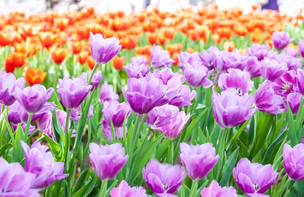 Tulipán violeta —  Fotos de Stock