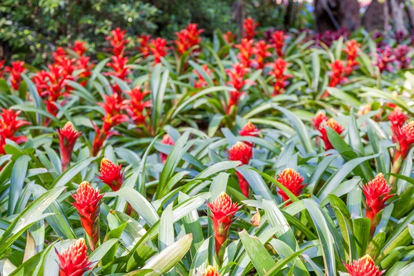 Bromelia — Foto de Stock