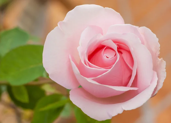 Pink rose Royalty Free Stock Images