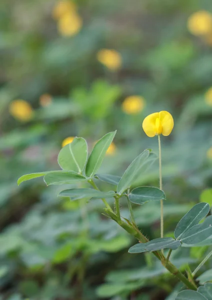 平托花生花 — 图库照片