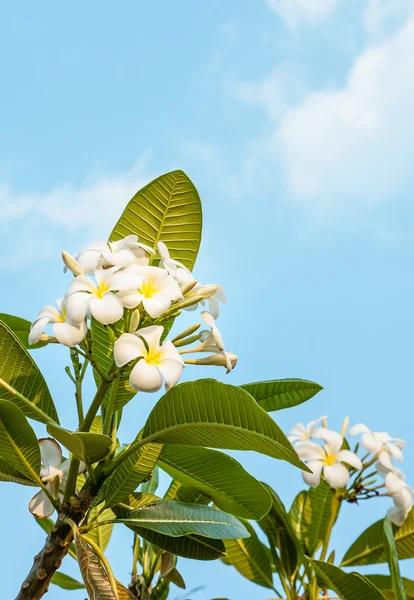 Plumeria blomma — Stockfoto