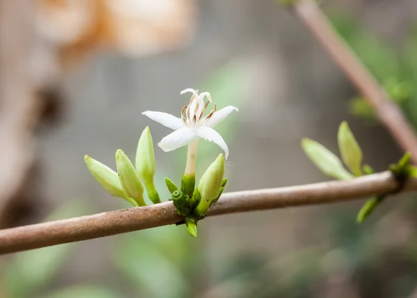 Koffie bloem — Stockfoto