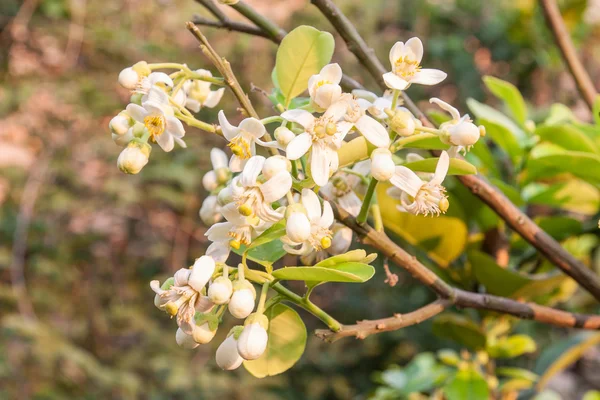 Pomelo-Blüte — Stockfoto