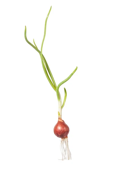 Onion growing — Stock Photo, Image