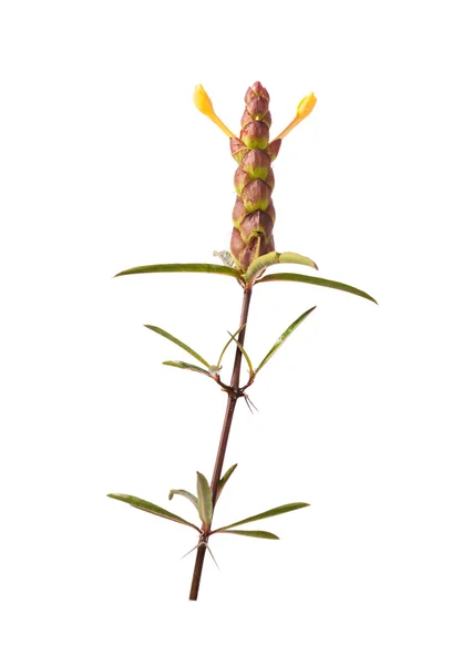 Barleria lupulina Lindl flower — Stock Photo, Image