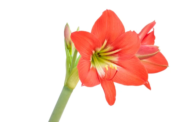 Star lily flower — Stock Photo, Image