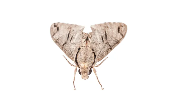Moth — Stock Photo, Image