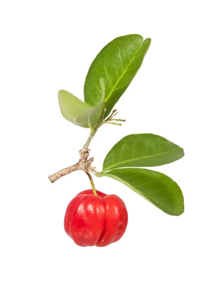 Acerola