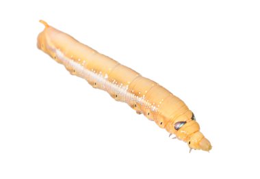 Tırtıl.