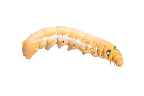 Caterpillar — Stock Photo, Image