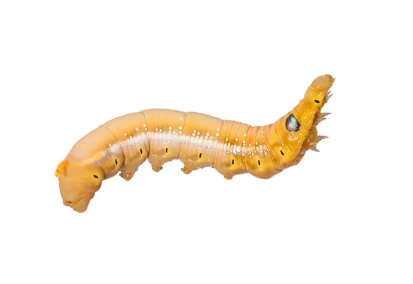 Caterpillar — Stock Photo, Image