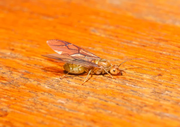 赤い蟻の女王 — ストック写真