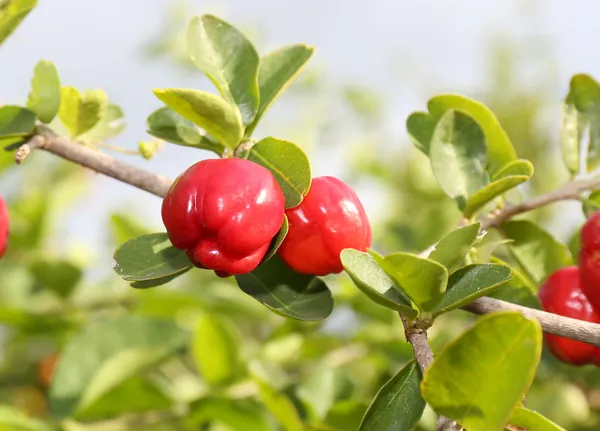 Acerola meyve