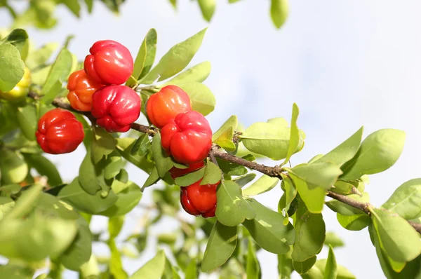 Acerola ovoce — Stock fotografie