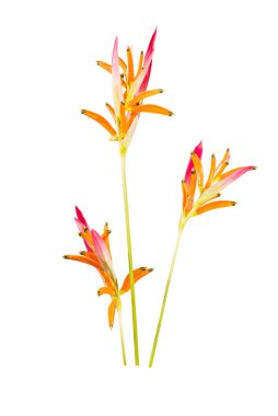 Cennet kuşu çiçeği.