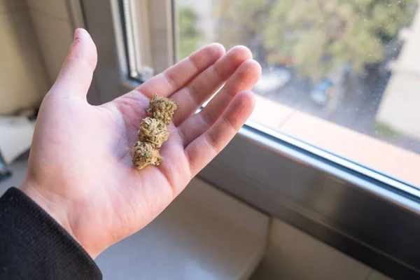 Homem Segurando Botões Cannabis Mão Maconha Para Uso Recreativo Médico — Fotografia de Stock