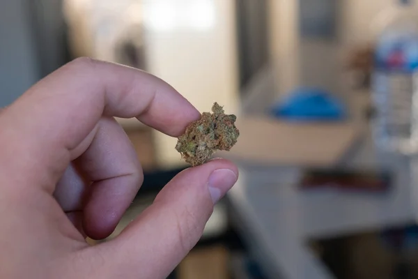 Mão Segurando Cannabis Bud Marijuana Médica Cbd Flor Cânhamo — Fotografia de Stock