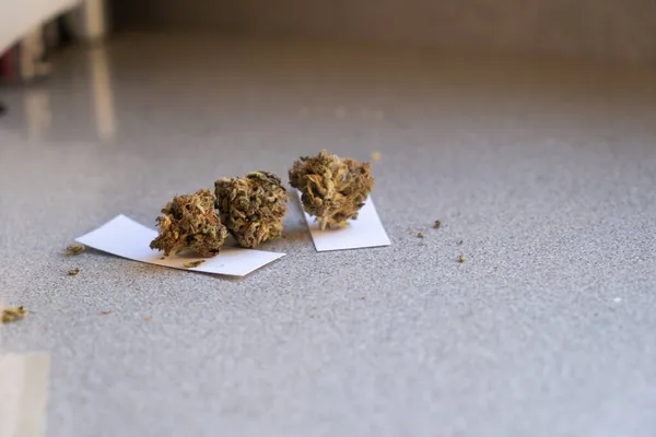 Legales Cannabis Für Den Medizinischen Oder Freizeitkonsum Marihuana Knospen Mit — Stockfoto