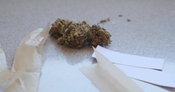 Brotes de marihuana con papel en el escritorio. Planta de cannabis sativa secada — Vídeos de Stock