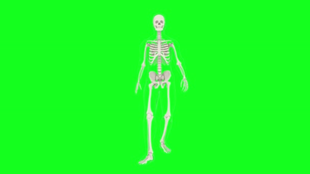 有轮廓的人体骨骼向前迈了一步 绿色屏幕上行走的骷髅动画 色键背景 — 图库视频影像