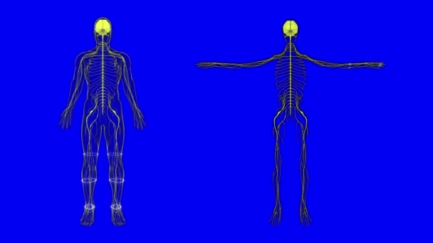 Ανθρώπινο Νευρικό Σύστημα Στον Σκελετό Εικόνα Ανθρώπινης Ανατομίας Νευρικές Οδοί — Αρχείο Βίντεο