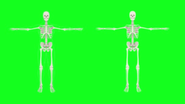 Ludzki Szkielet Ludzka Sylwetka Zielonym Tle Przy Pełnym Wzroście Ilustracja — Wideo stockowe