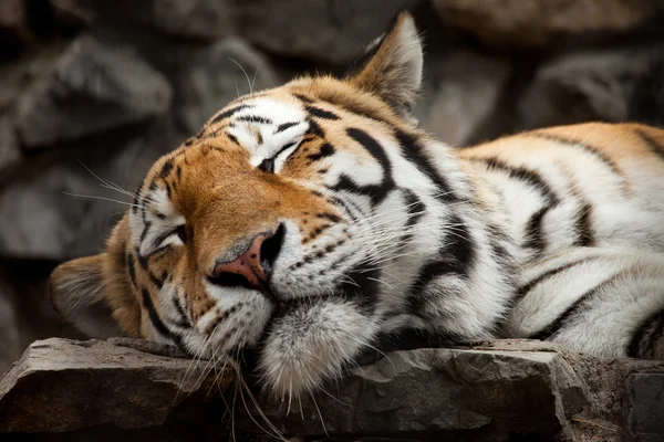 Tigre adormecido — Fotografia de Stock