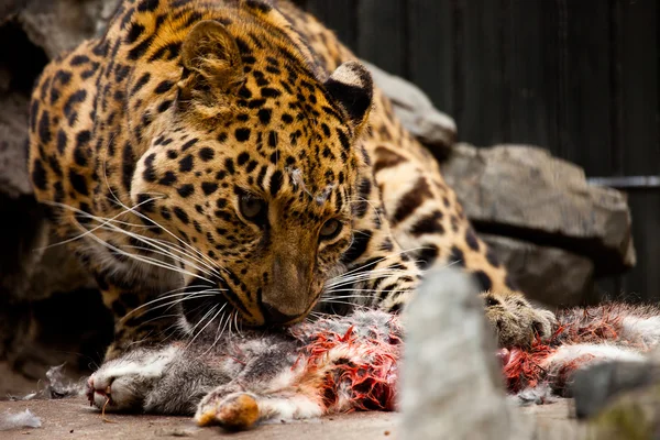 Leopardo — Fotografia de Stock