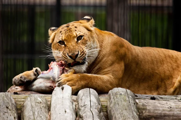 Lion lunch — Stock Photo, Image