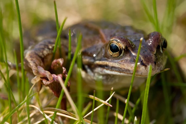 Frog — Stock Photo, Image