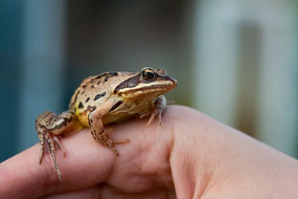 Frosch — Stockfoto