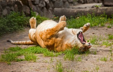 liger