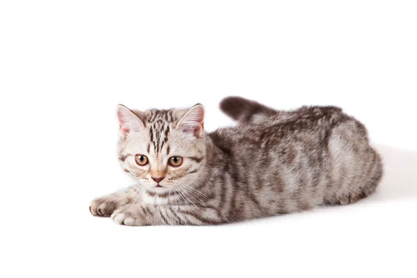 Kitten — Stock Photo, Image