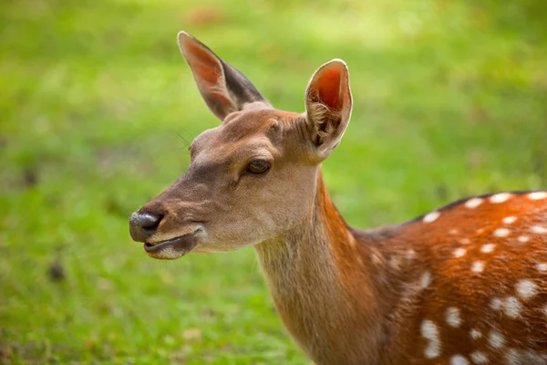 Deer — Stock Photo, Image