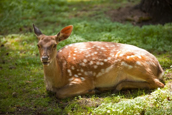 Deer — Stock Photo, Image