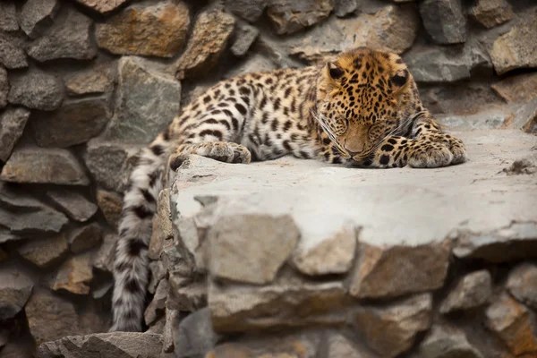 Leopard — Stockfoto