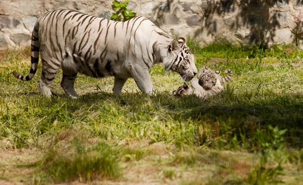 Vit tiger — Stockfoto