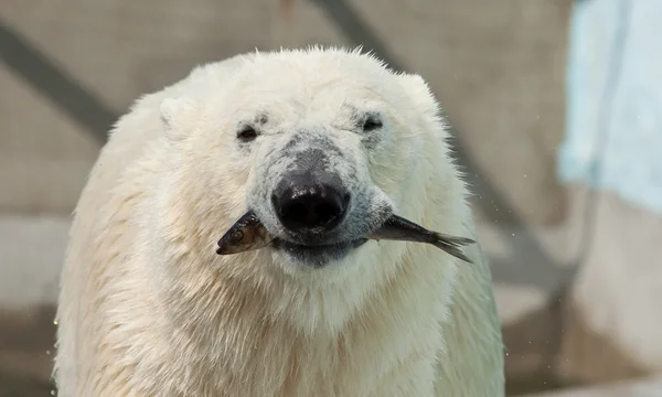 白熊 — ストック写真